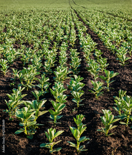 young Vicia faba, bean fava plants, close up of growing beans in spring, fron...