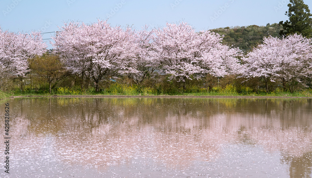 Cherry blossom trees and paddy field before rice planting in Japan　桜の木と水田に浮かぶ花びら