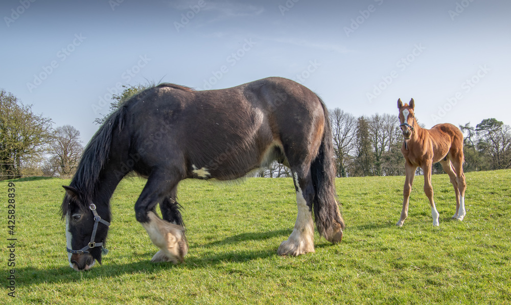 Fototapeta premium A pretty foal stands in a paddock with its mother. Summer pasture.