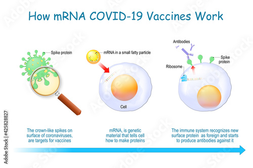 How mRNA Vaccines Work. COVID-19. pandemic