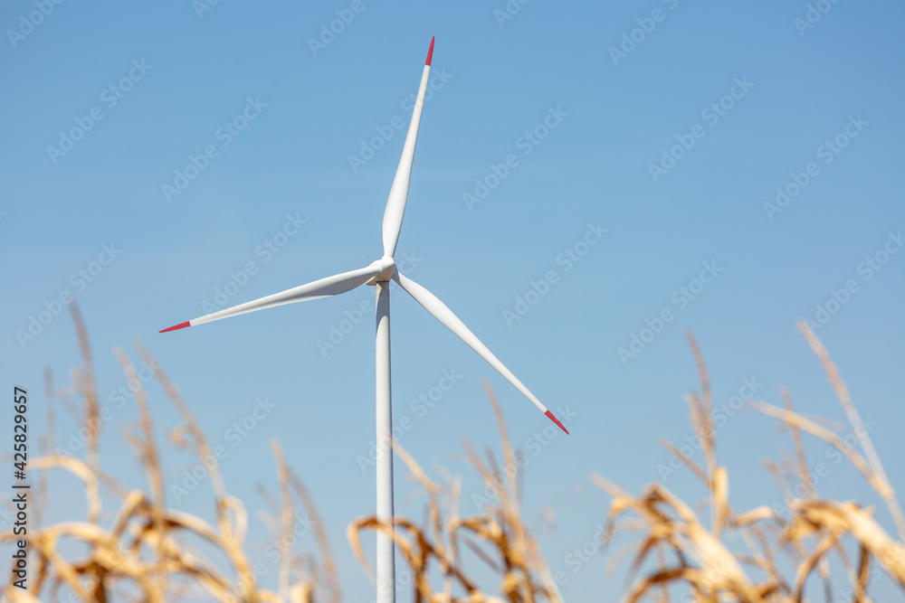 Wind turbines with golden corn field in foreground and beautiful clear blue sky in the background Wind turbines with golden corn field in foreground and beautiful clear blue sky in the background
