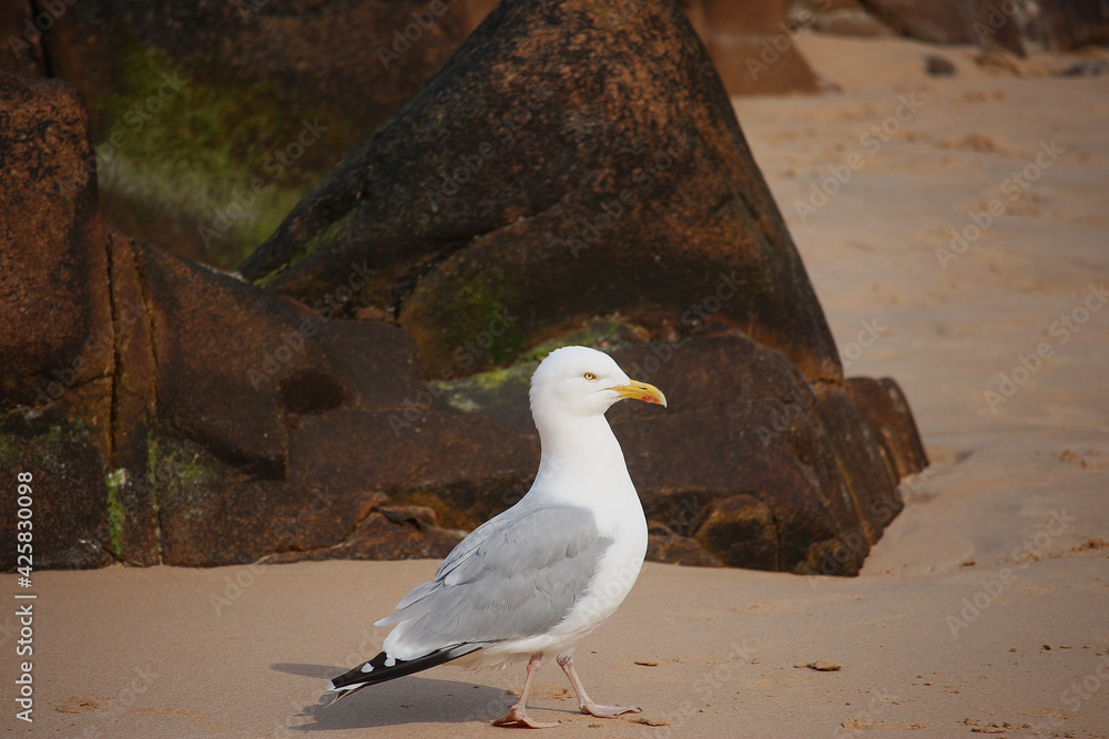 Fototapeta premium Gull hunting for chips in the wild