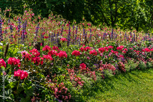 Fototapeta Naklejka Na Ścianę i Meble -  Large and colorful flowerbed in bright sunlight
