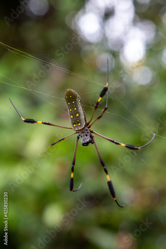 Spiders in nature © Gilberto Velarde