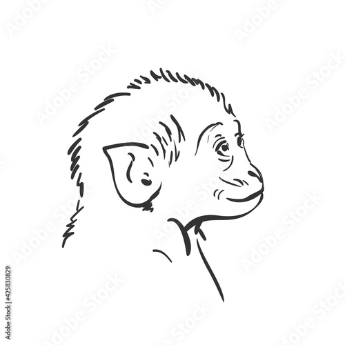 Baby monkey head sketch, Small macaque looking up portrait hand drawn vector black and white graphics