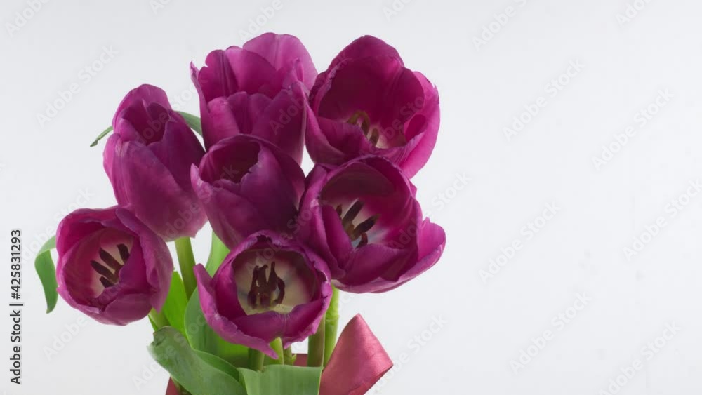 Opening of beautiful large bouquet of pink tulips flower on white background. Springtime. Holiday. Celebration, Easter, Love, birthday Timelapse. Close up. 4K Opening of beautiful large bouquet of pink tulips flower on white background. Springtime. Holiday. Celebration, Easter, Love, birthday Timelapse. Close up. 4K