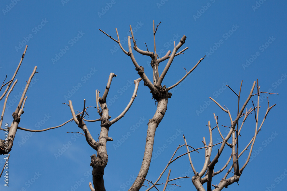 Tree branches longing for the sun and blue sky. Tree branches longing for the sun and blue sky.