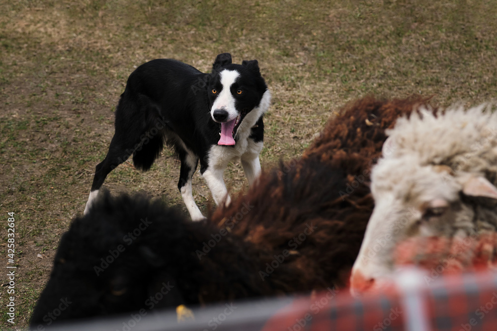 The smartest breed in the world. Black and white smooth haired border collie learns to herd a flock of sheep in a pen. Sports standard for dogs on the presence of herding instinct. The smartest breed in the world. Black and white smooth haired border collie learns to herd a flock of sheep in a pen. Sports standard for dogs on the presence of herding instinct.