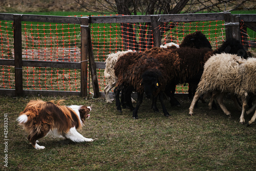 Sports standard for dogs on the presence of herding instinct. The smartest breed in the world. Brown and white fluffy border collie learns to herd a flock of sheep in a pen.