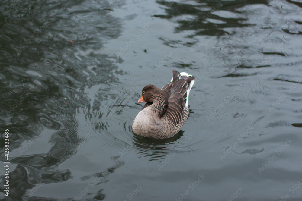 Goose exploring the stores of the river Lea Goose exploring the stores of the river Lea
