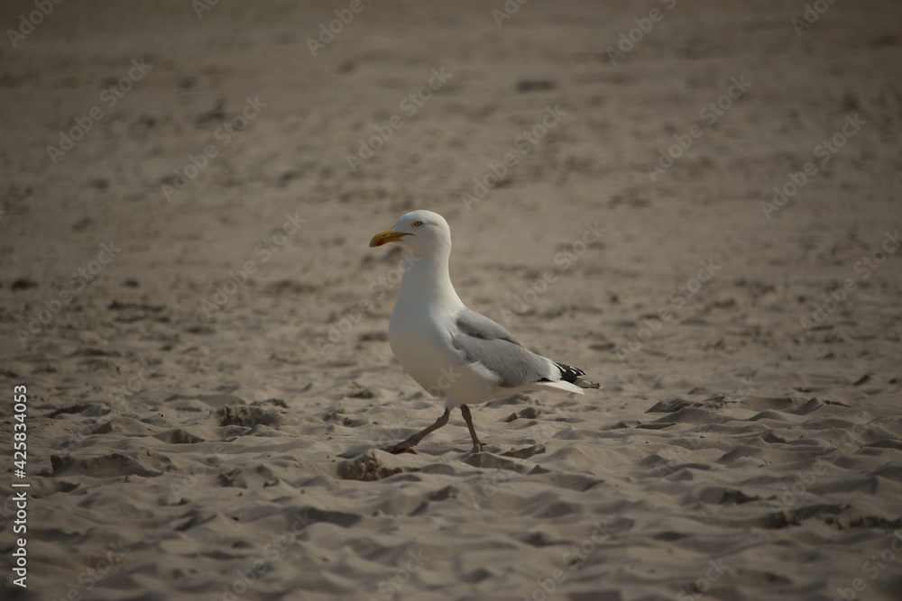 Gull hunting for chips in the wild Gull hunting for chips in the wild