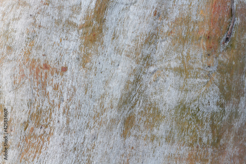Natural Eucalyptus tree bark multi colored background. Horizontal image