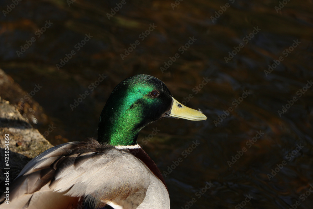 Mallards playing on the water in the river Mallards playing on the water in the river