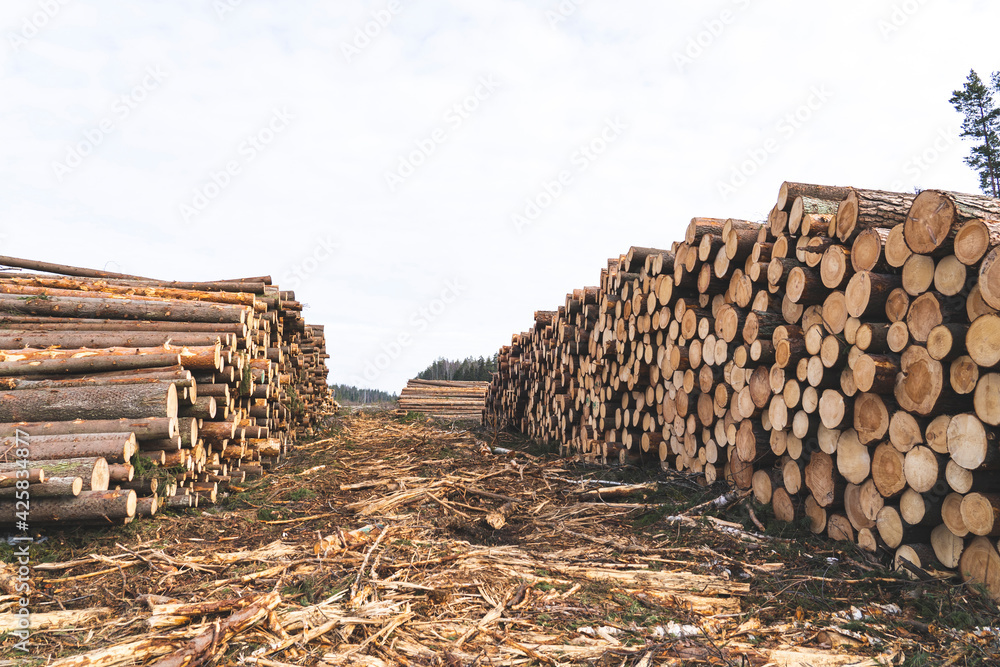 deforestation for roads, wood harvesting, wood as a renewable biological resource, deforestation area for highways deforestation for roads, wood harvesting, wood as a renewable biological resource, deforestation area for highways