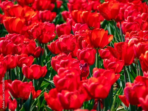 Tulips