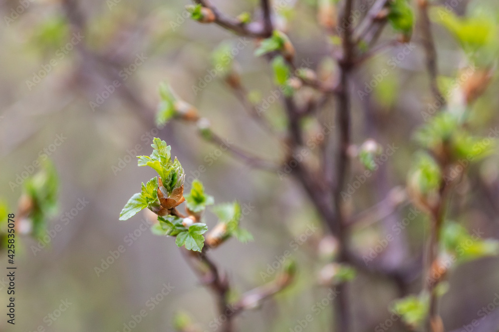 Branches of a plant with young leaves in springtime. Shallow depth of field. Branches of a plant with young leaves in springtime. Shallow depth of field.