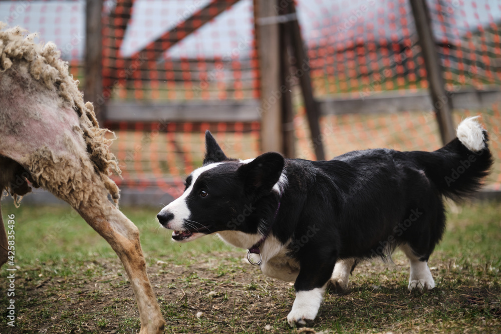 A beautiful and intelligent little shepherd dog. Welsh corgi cardigan black  and white color grazing sheep. Sports standard for dogs on the presence of  herding instinct. Stock Photo | Adobe Stock
