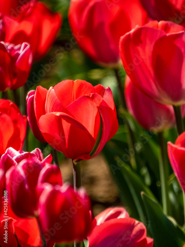 Tulips