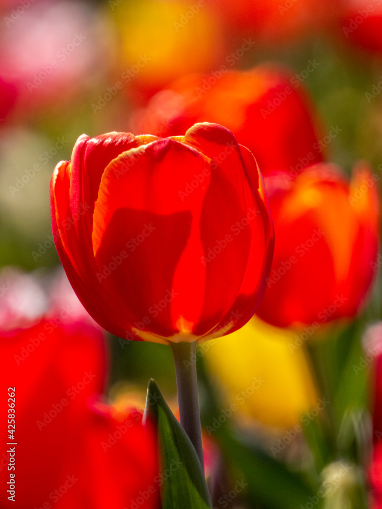 Fototapeta premium Tulips