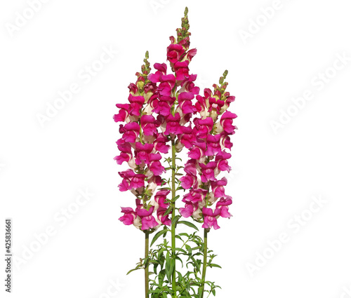 Fotografie Red snapdragon flower bouquet isolated on white, Antirrhinum majus