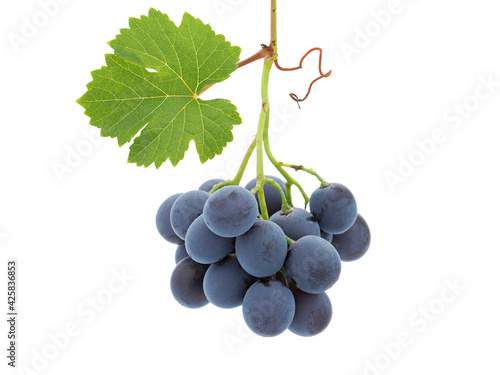 Black Muscat grape with green leaf isolated on white