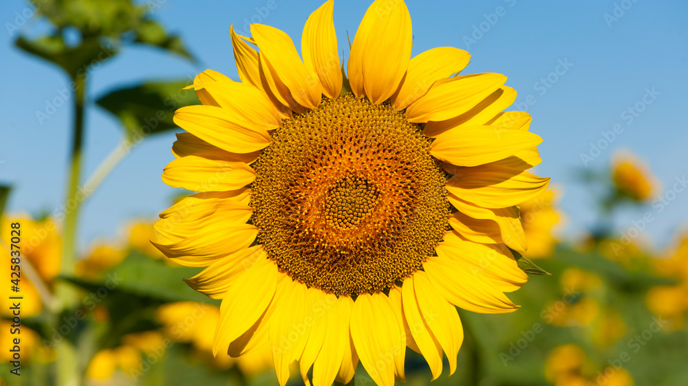 big bright yellow sunflower in the field. Large flowers of a sunflower in the sunlight. Yellow flowers on a farm field. Agriculture concept, organic products, good harvest. Growing seeds for oil. big bright yellow sunflower in the field. Large flowers of a sunflower in the sunlight. Yellow flowers on a farm field. Agriculture concept, organic products, good harvest. Growing seeds for oil.