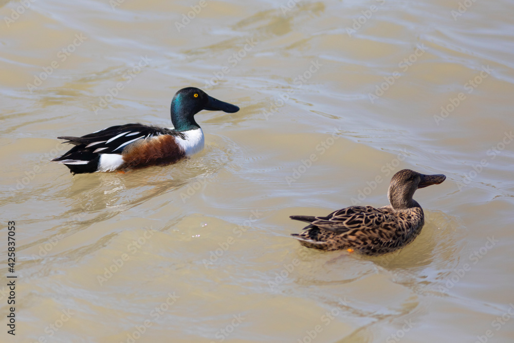 Pareja de patos cuchara común (Spatula clypeata)