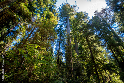 sequoia trees © Alexander