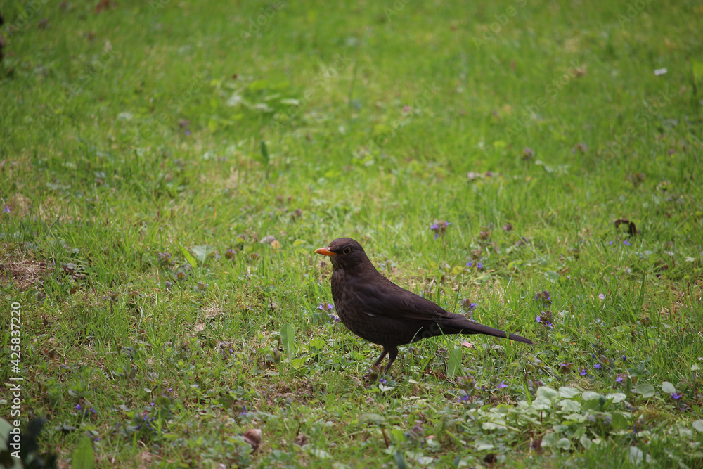 Fototapeta premium Songbirds frolicking in the wild