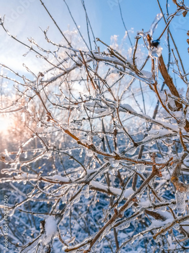 Wallpaper Mural Closeup of snow covered bush. Winter theme. Ice covered twigs during hard winter in Germany Torontodigital.ca