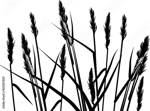 wild cereal black silhouettes isolated on white