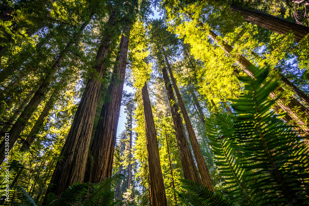 Obraz premium sequoia tree