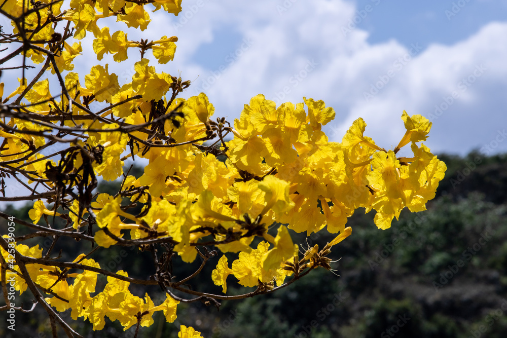 yellow flowers on sky yellow flowers on sky