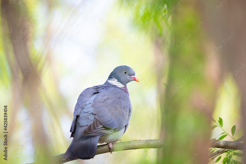 Paloma torcaz (Columba palumbus) entre las ramas de un árbol en una mañana de primavera Paloma torcaz (Columba palumbus) entre las ramas de un árbol en una mañana de primavera