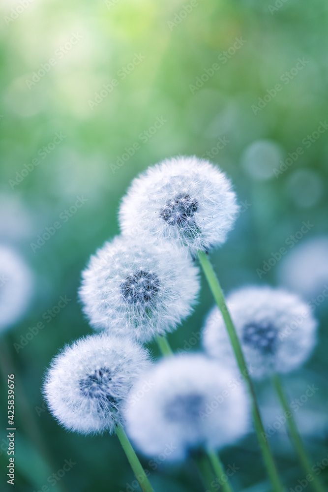 Beautiful field of dandelion flowers in green nature background, macro