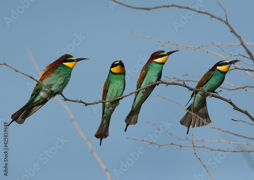 European bee-eaters, two of them holding bee, Bahrain