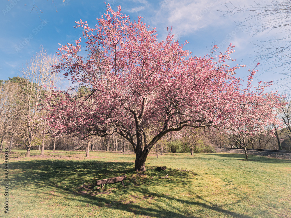 Blooming tree in North Carolina park.