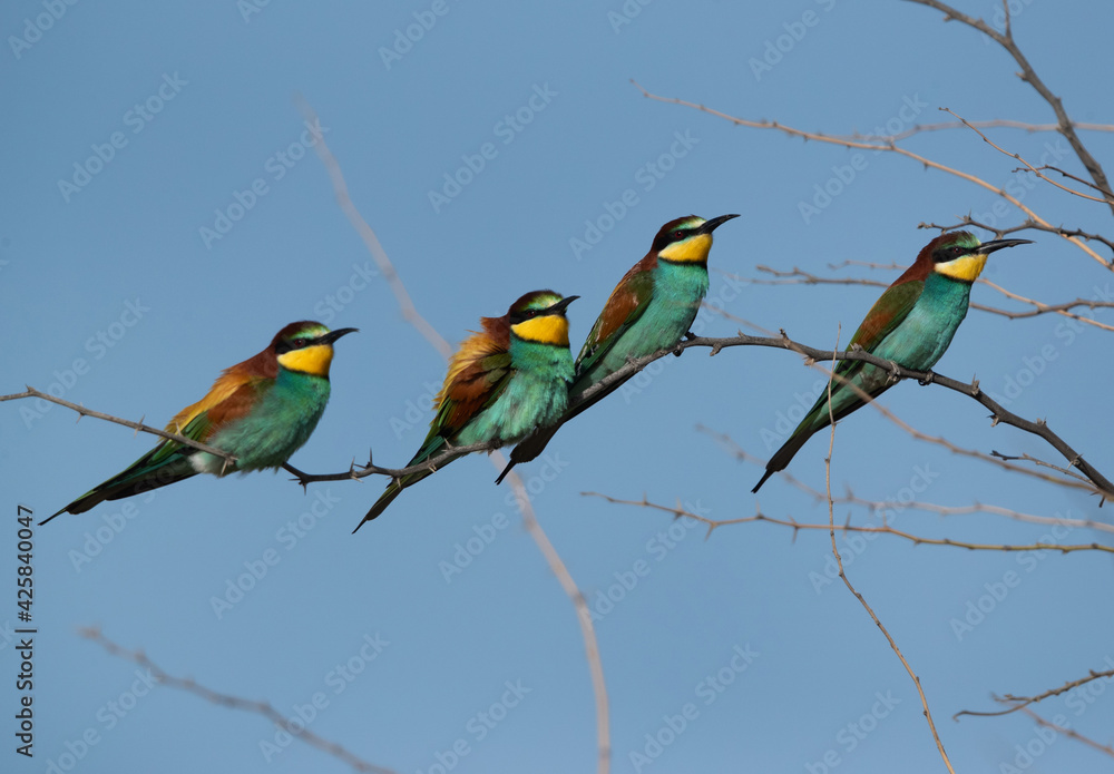 European bee-eaters perched on a tree, Bahrain