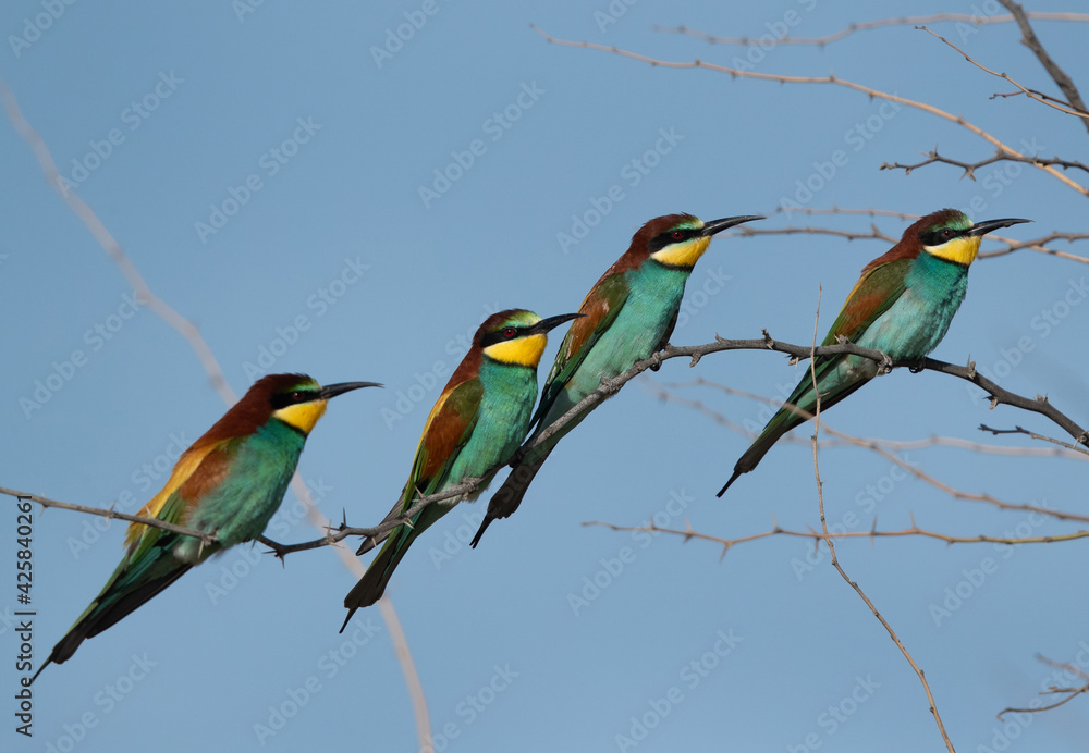 European bee-eaters perched on a tree, Bahrain European bee-eaters perched on a tree, Bahrain