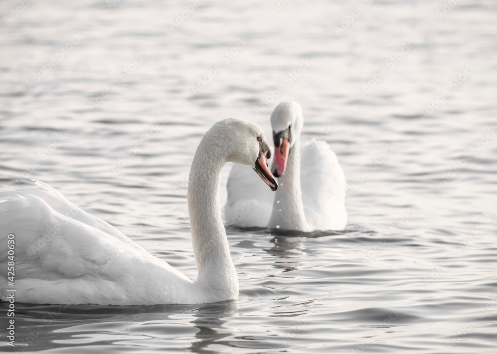 Fototapeta premium Two graceful white swans (Cygnus olor) swimming on a lake or sea