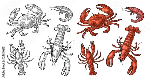 Set sea animal crustacean. Lobster, crab, shrimp. Vector monochrome engraving