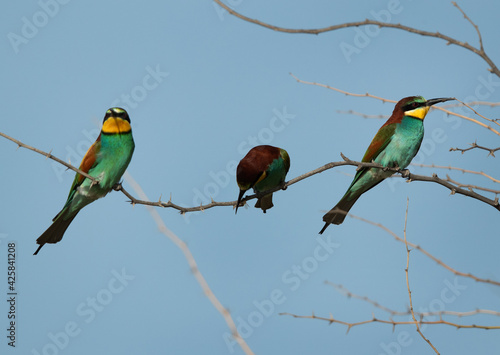 European bee-eaters perched on a tree, middle one killing a bee, Bahrain