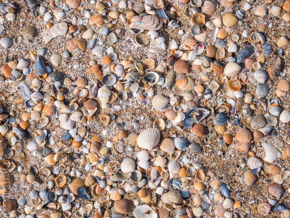 Various broken seashells fragments on the sandy beach. Background texture with small fragments of seashells