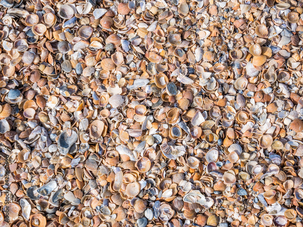 Various broken seashells fragments on the sandy beach. Background texture with small fragments of seashells Various broken seashells fragments on the sandy beach. Background texture with small fragments of seashells
