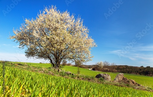 Canvas Print white flowering blackthorn bush tree spring springtime