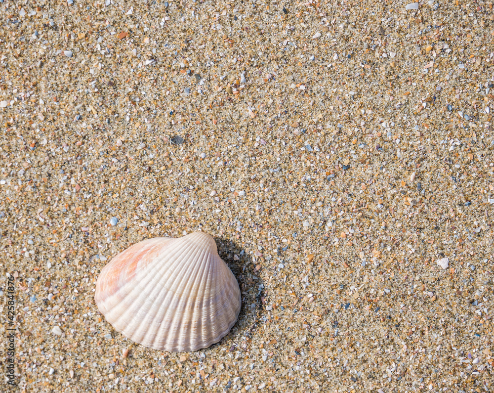 Small seashell cockle on the beach in the sand Small seashell cockle on the beach in the sand