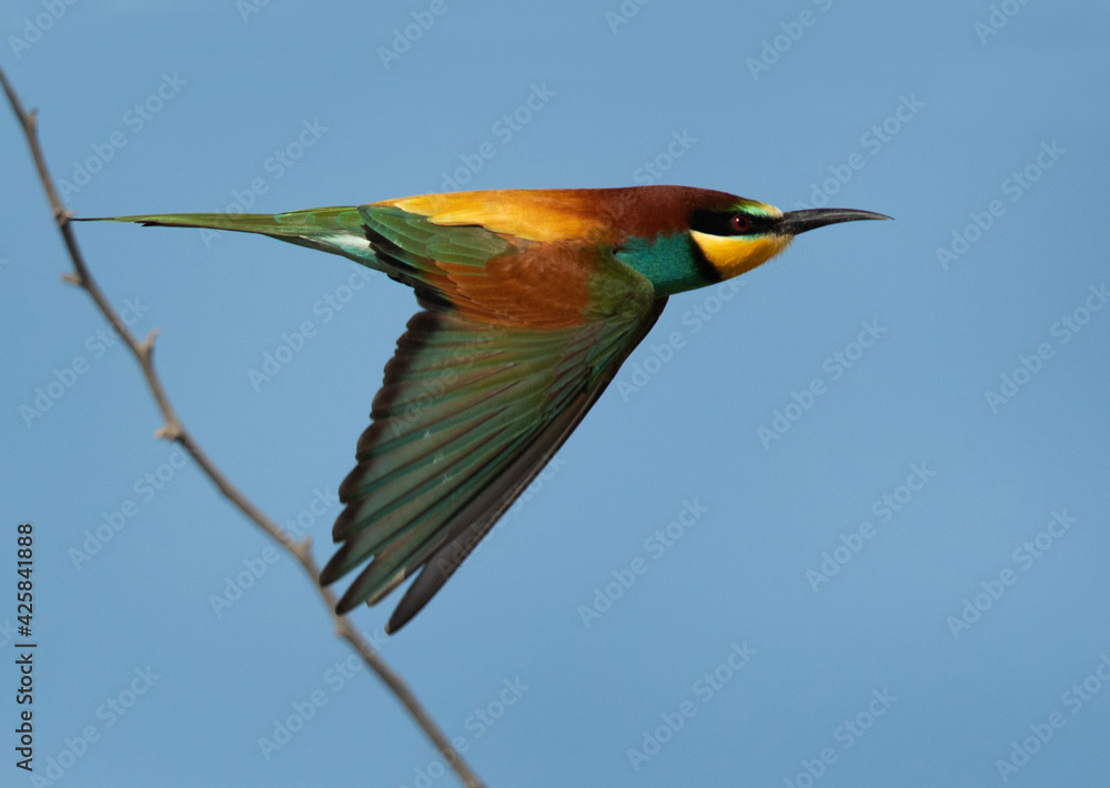 Obraz premium Closeup of a European bee-eater in flight, Bahrain