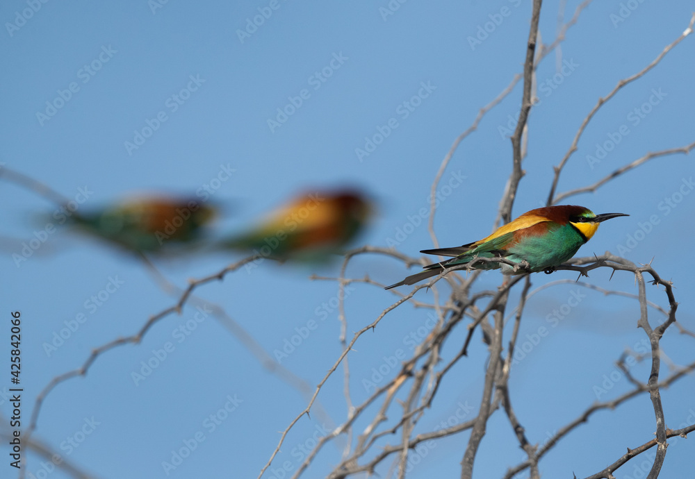 Selective focus on front European bee-eater perched on a tree, Bahrain Selective focus on front European bee-eater perched on a tree, Bahrain