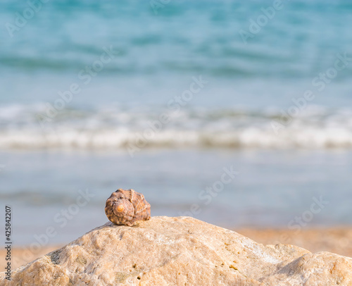 Small seashell on a rock with the water of the sea and the beach in the background.