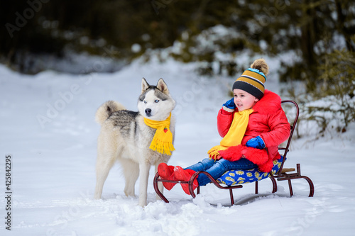 Cute little girl sitting on a sled, with her Siberian Husky, a pet with a child.